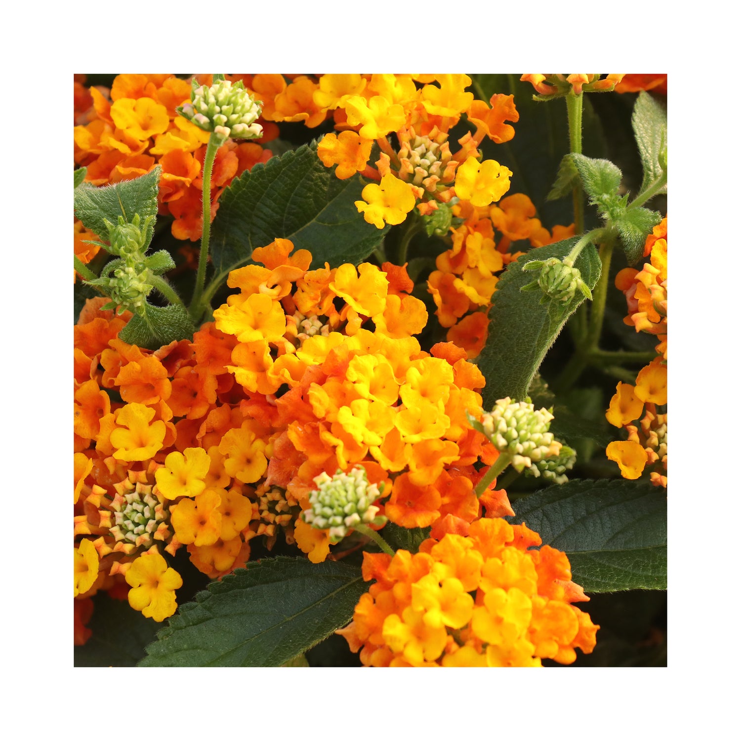 Lantana Orange