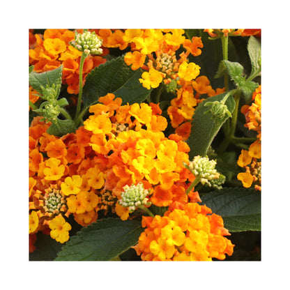 Lantana Collection