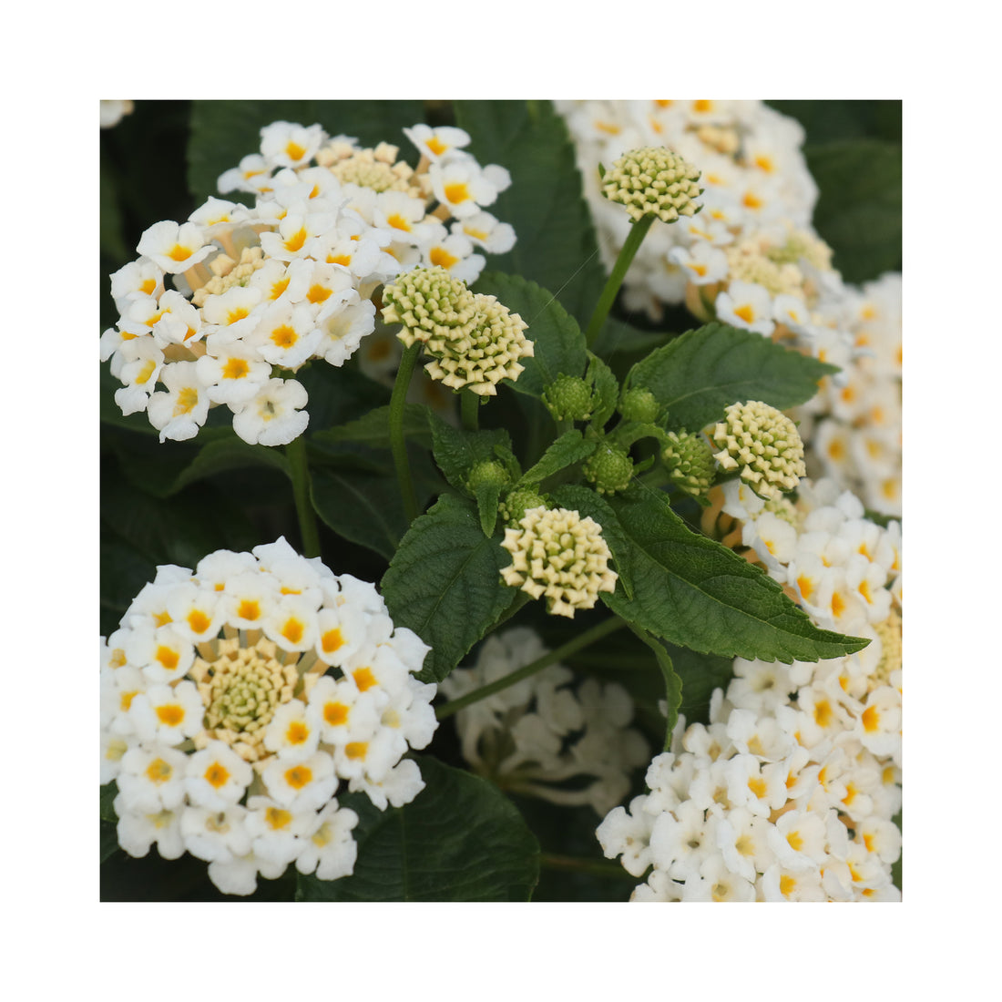 Lantana White