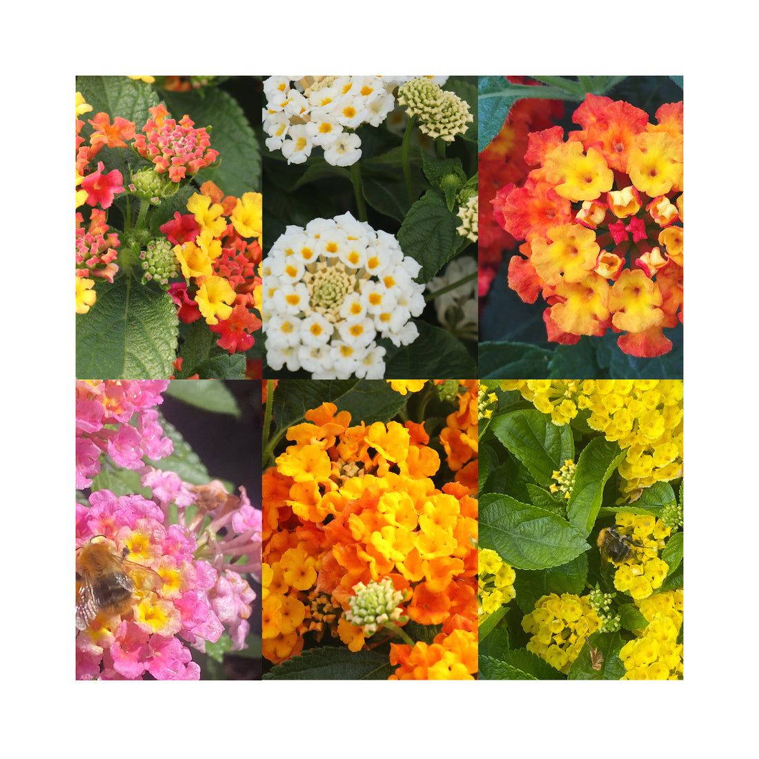 Lantana Collection