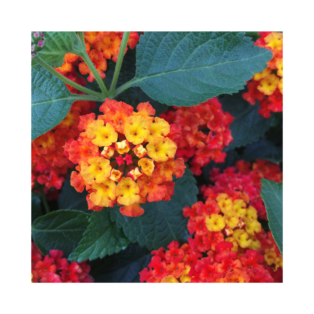 Lantana Lantropics Red