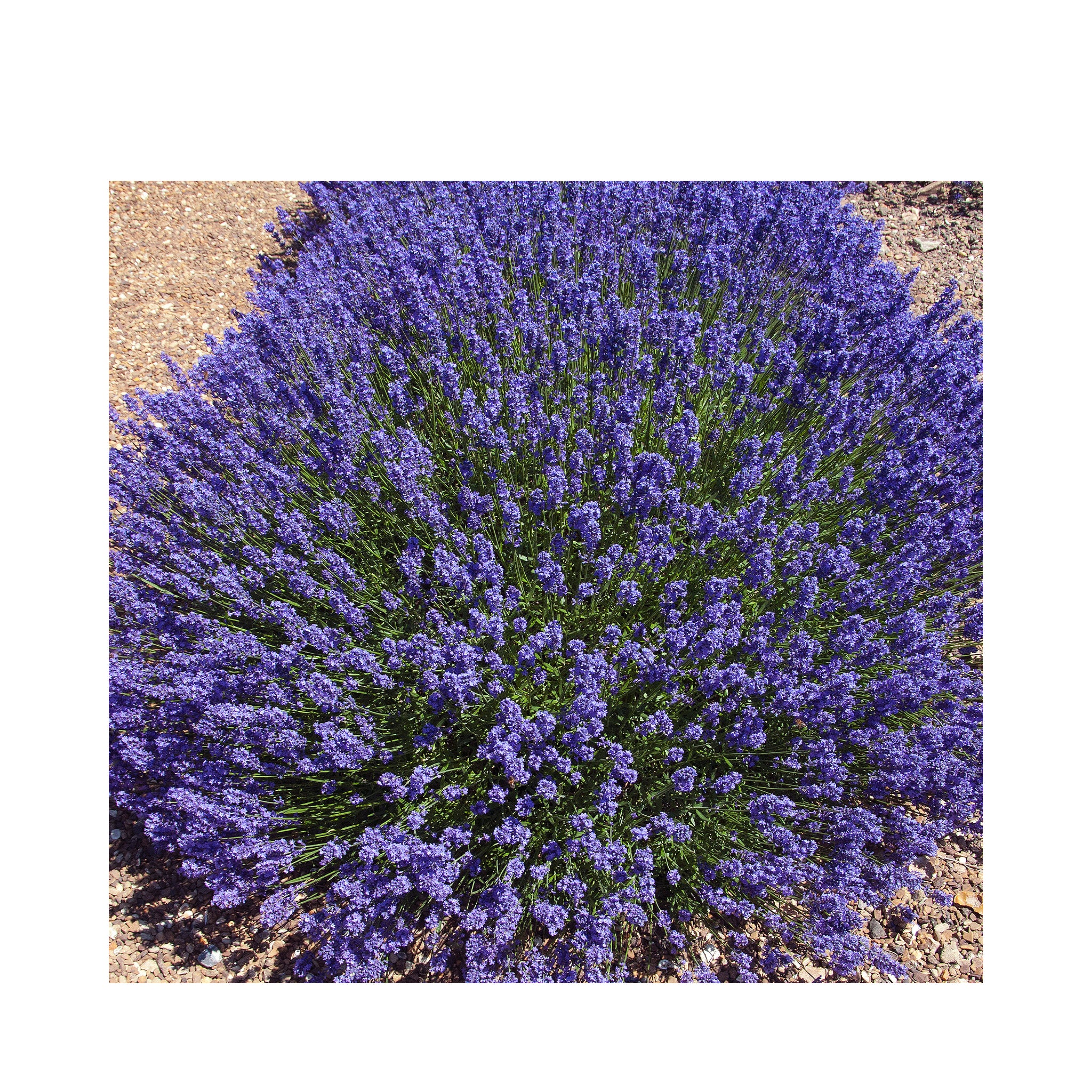 Lavender angustifolia Beechwood Blue