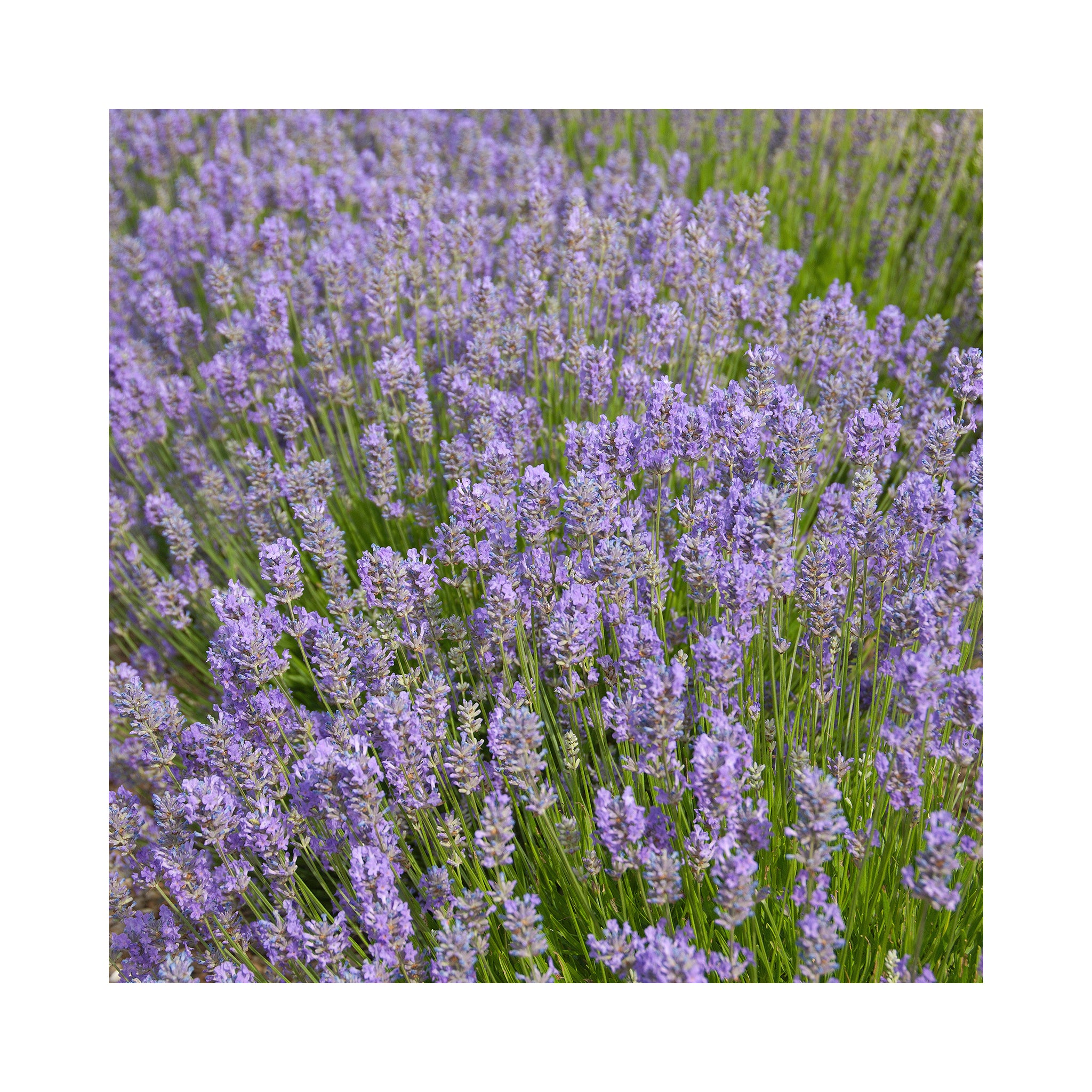 Lavender Cedar Blue