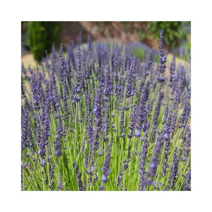 Lavender Intermedia Grosso Blue