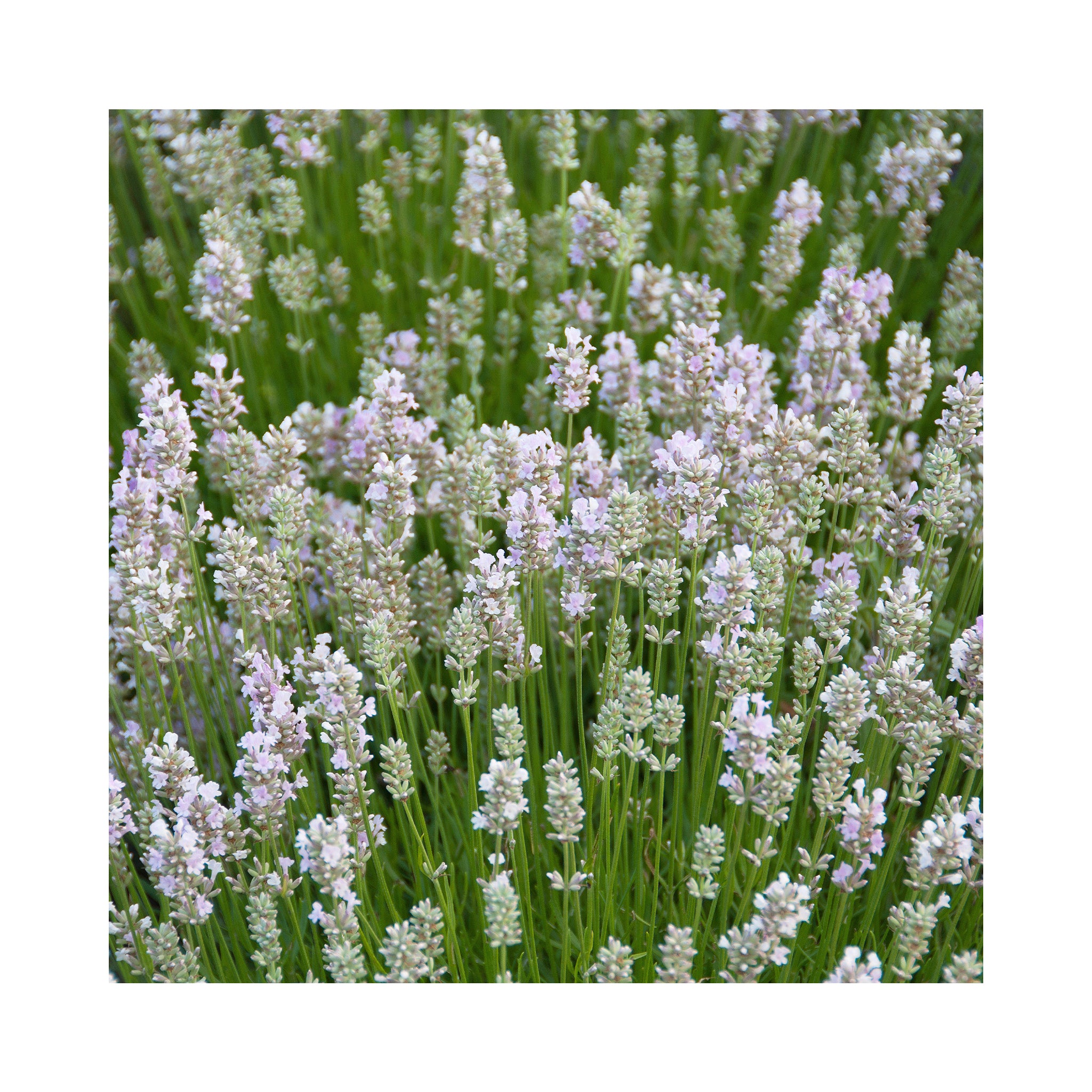 Lavender angustifolia Lady Ann