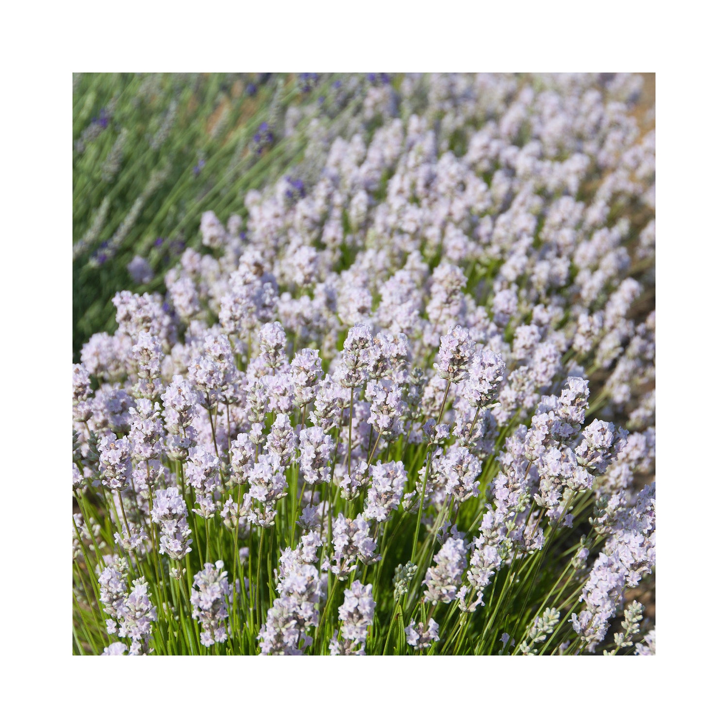 Lavender angustifolia Little Lottie