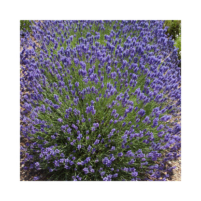 Lavender Loddon Blue
