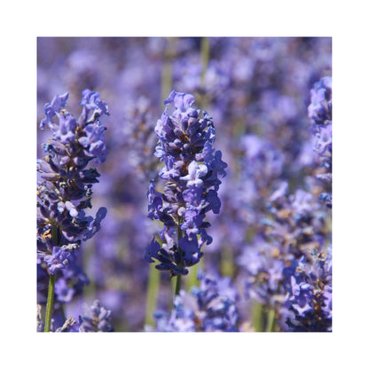 Lavender angustifolia Lullaby Blue