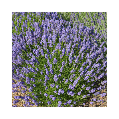 Lavender angustifolia Lullaby Blue