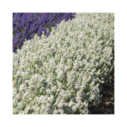 Lavender angustifolia Purity