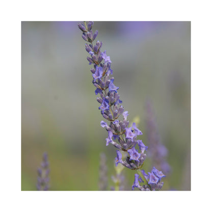 Lavender Intermedia Sussex