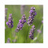 Lavender Thumberlina Leigh flower