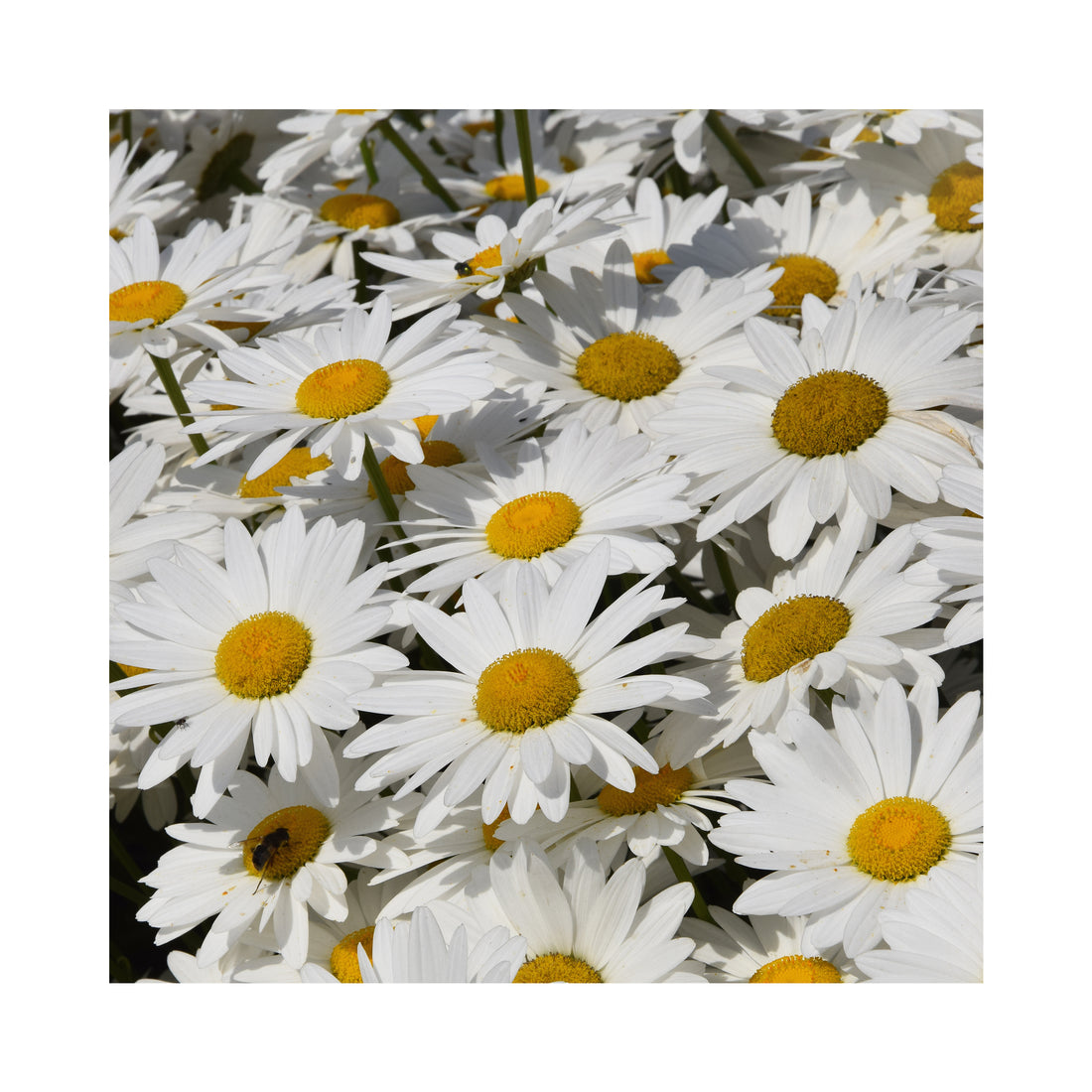 Leucanthemum Becky