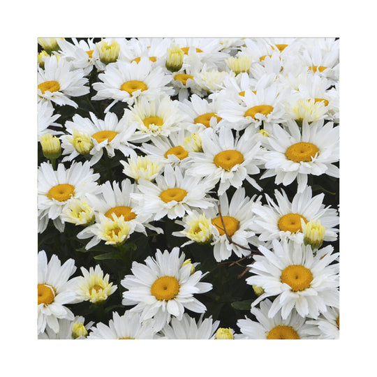 Easy Cottage Garden Border Collection – 12 Established 9cm Plants