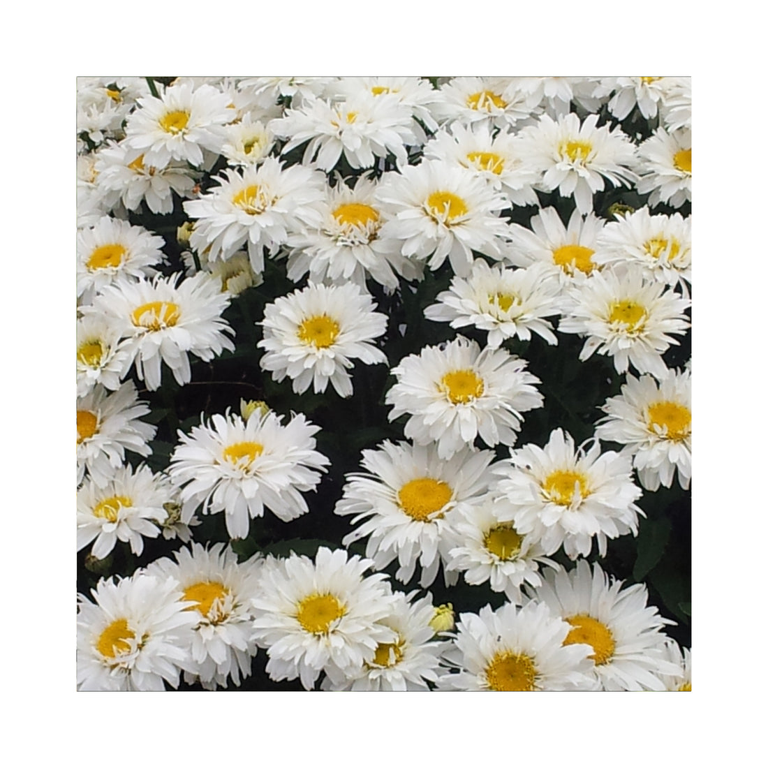Leucanthemum Freak