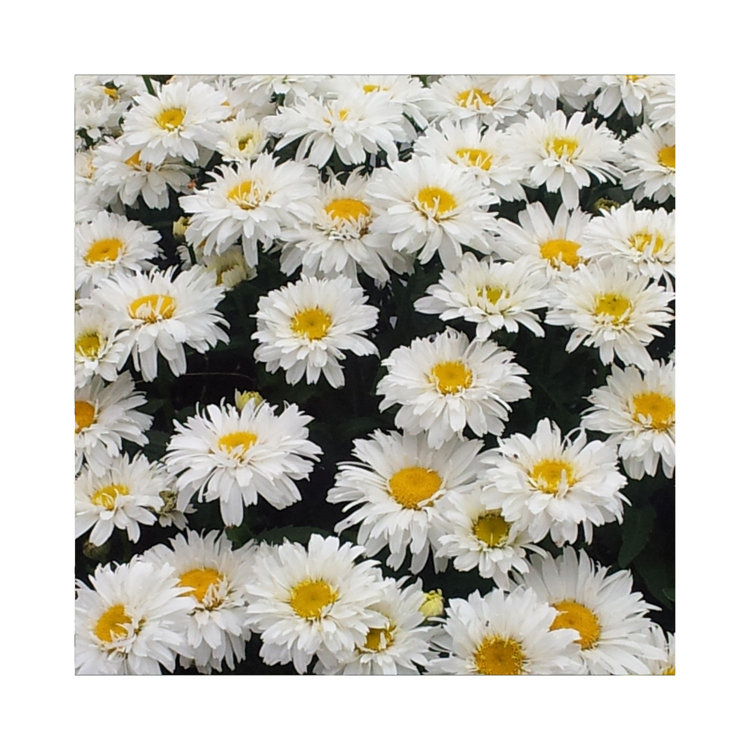 Leucanthemum Freak