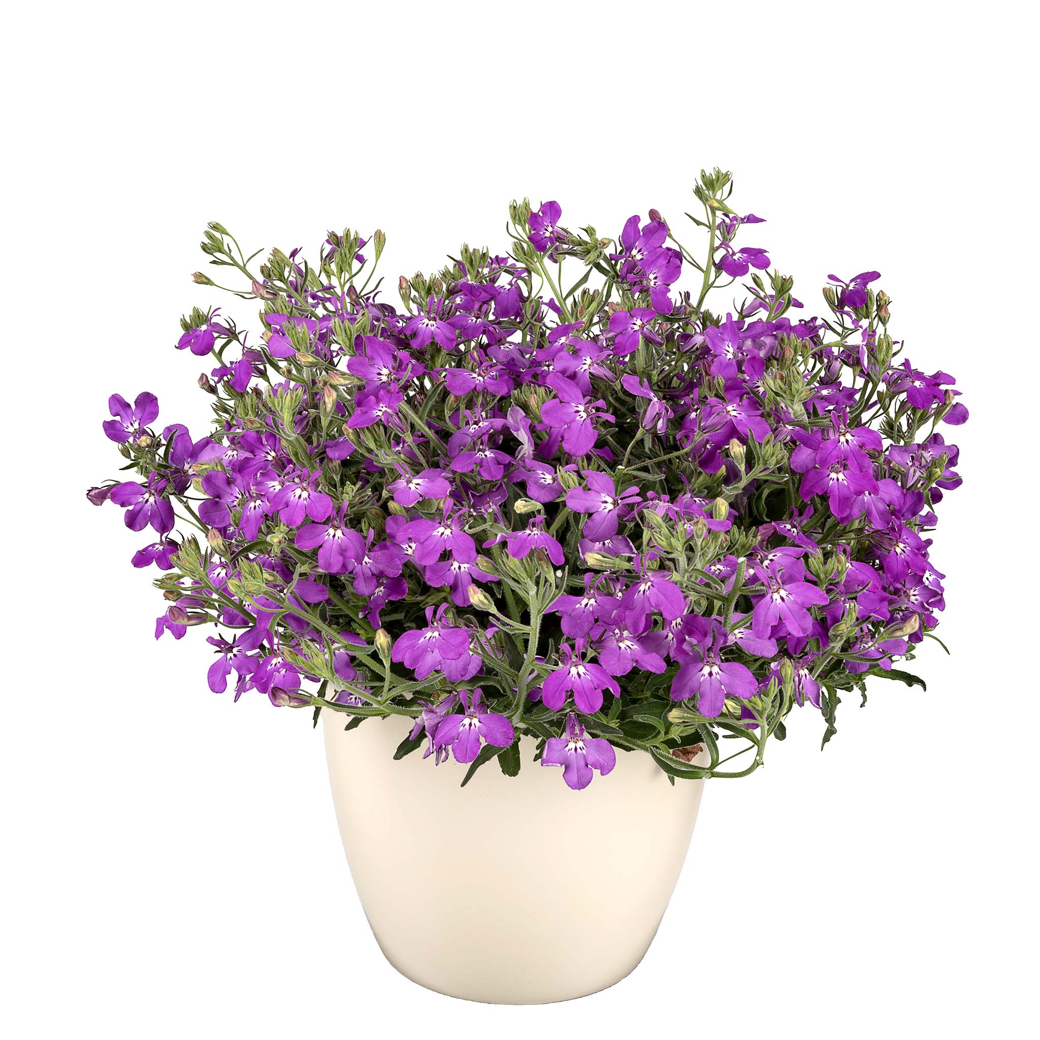 Lobelia  Africo Lavender