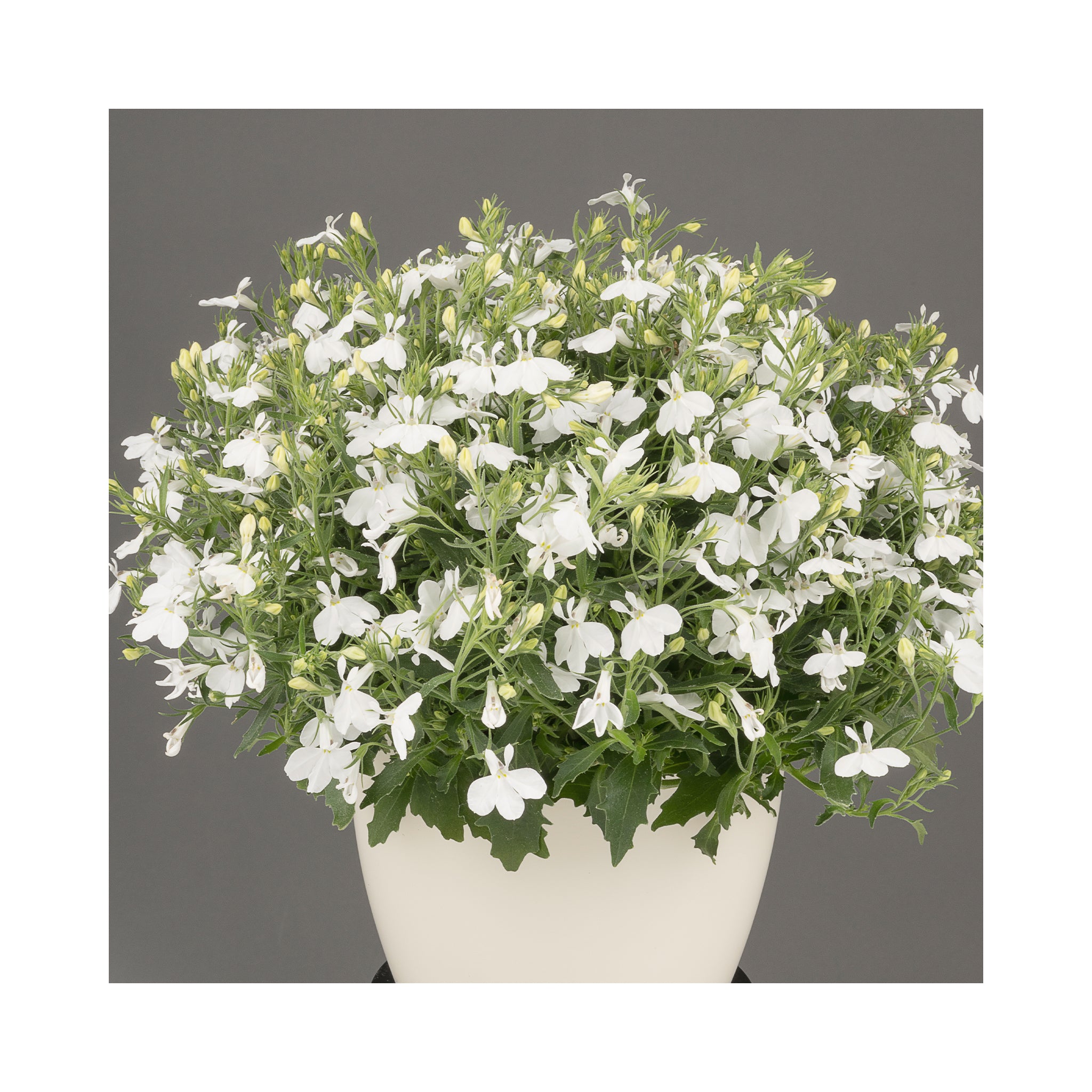 Lobelia Africo White Cloud