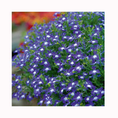 Lobelia Hot Bavaria