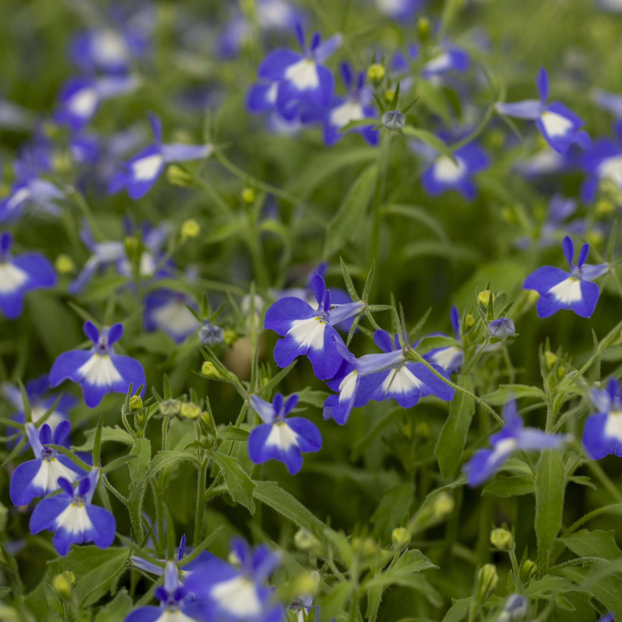 Lobelia Hot Bavaria