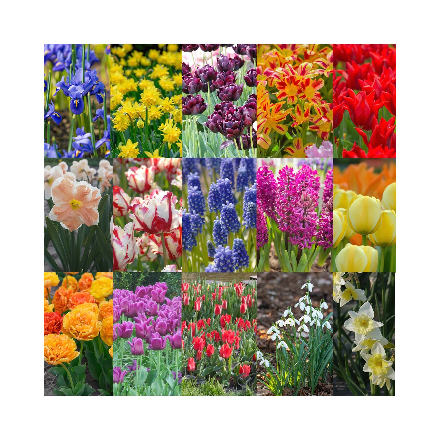 Lucky Dip Bulbs - Double the Blooms for Half the Price!