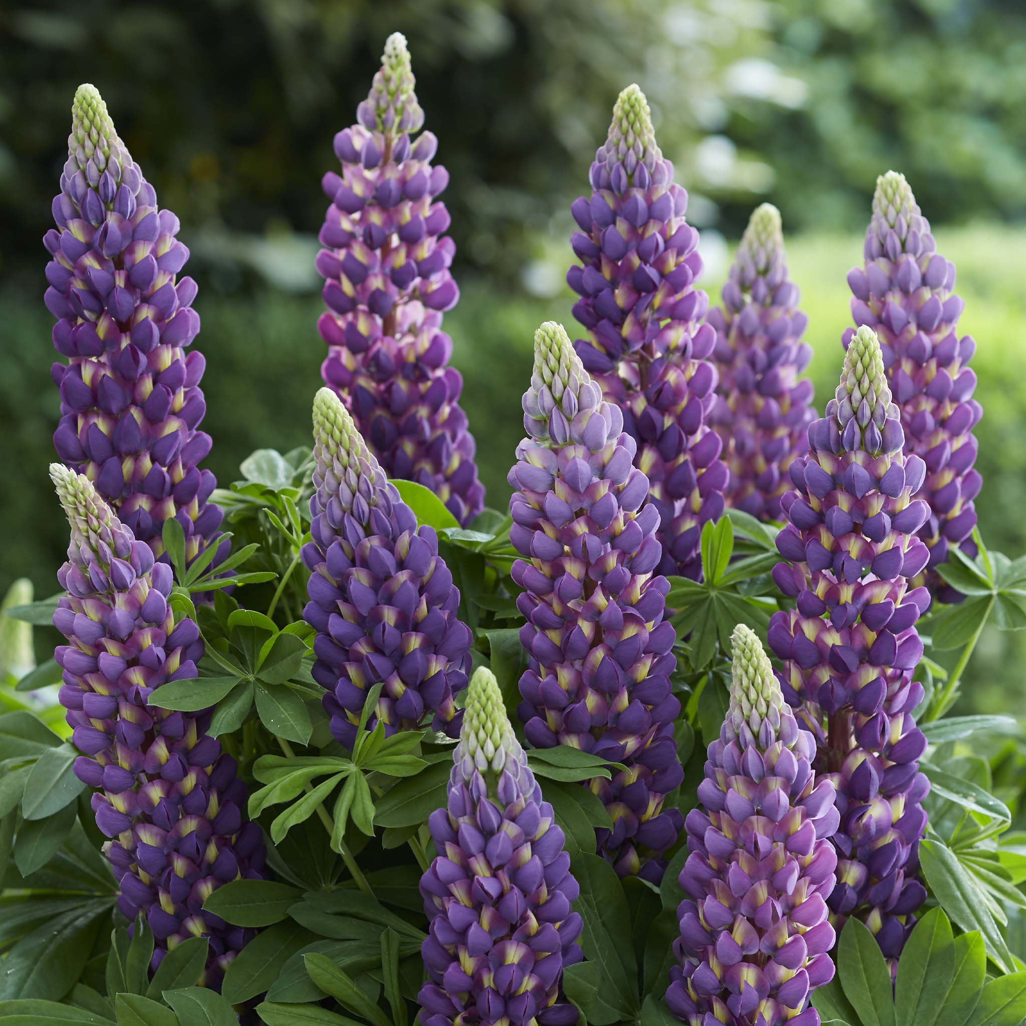 Lupin Magical Lantern
