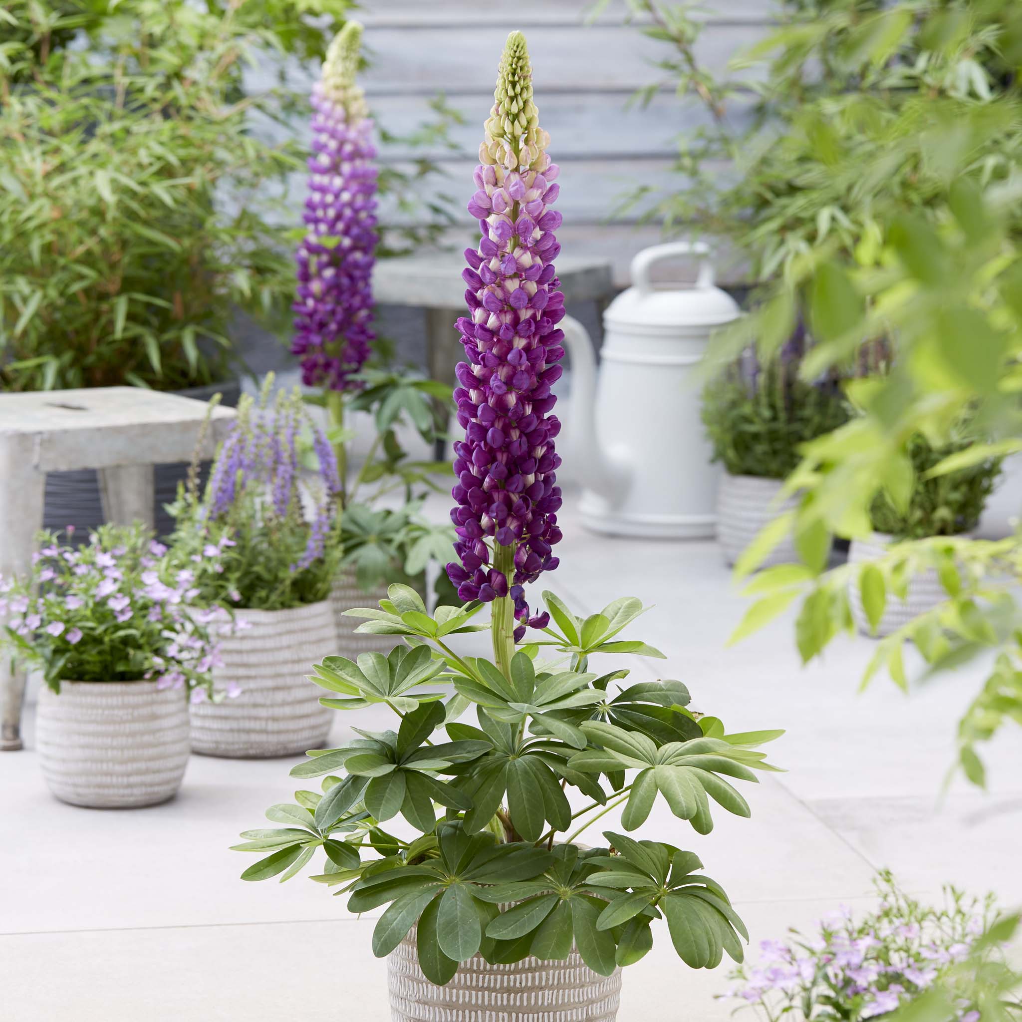 Lupin Shirley Anne