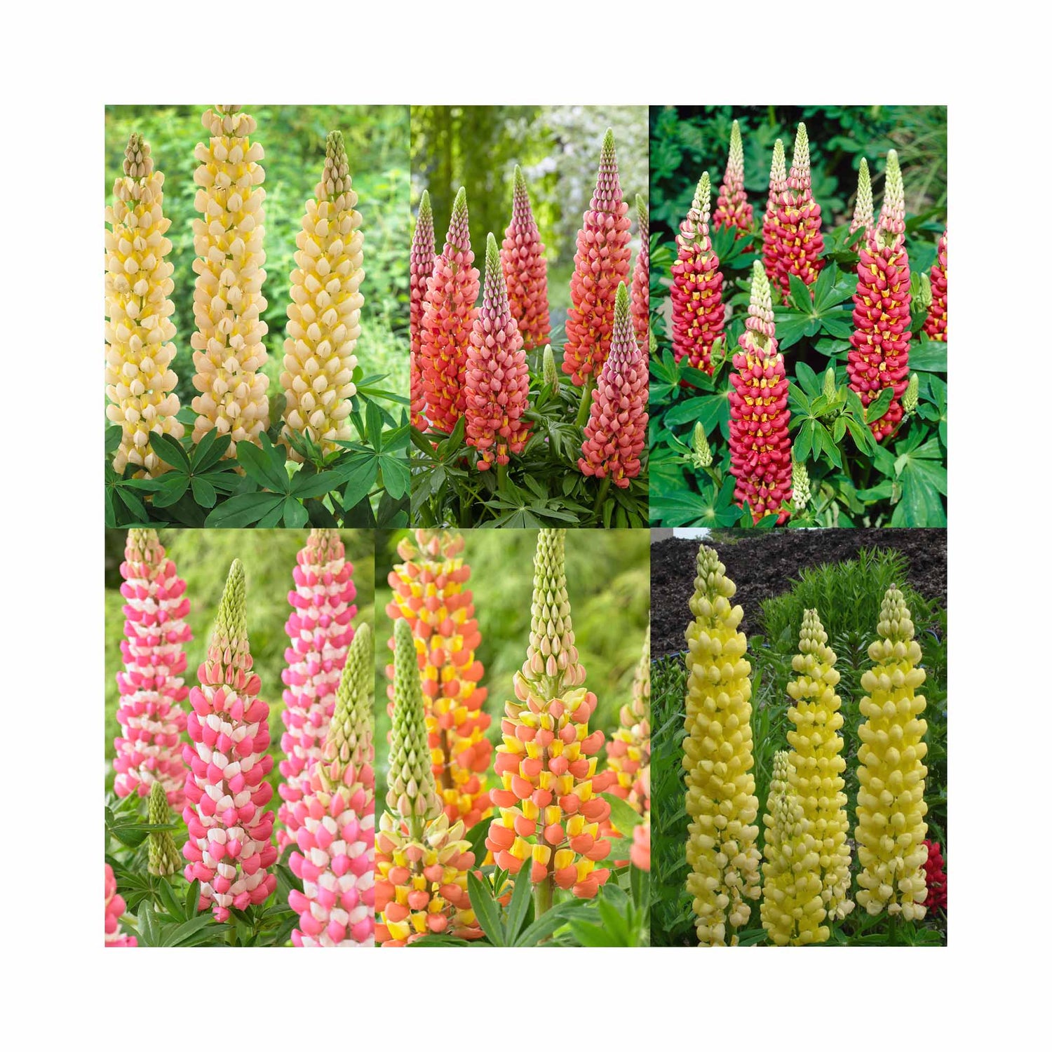 Lupin West Country Collection