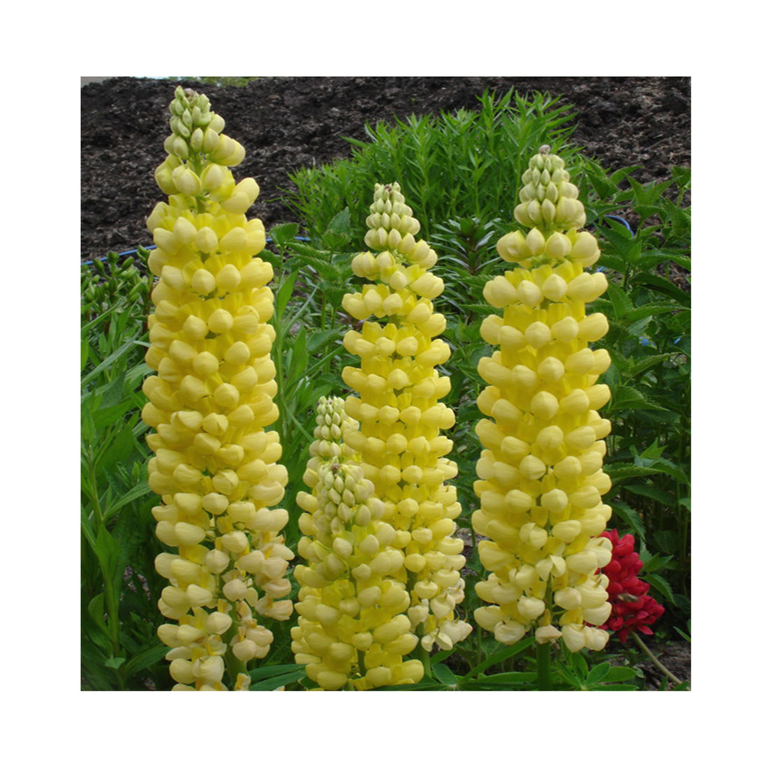 Lupin West Country &