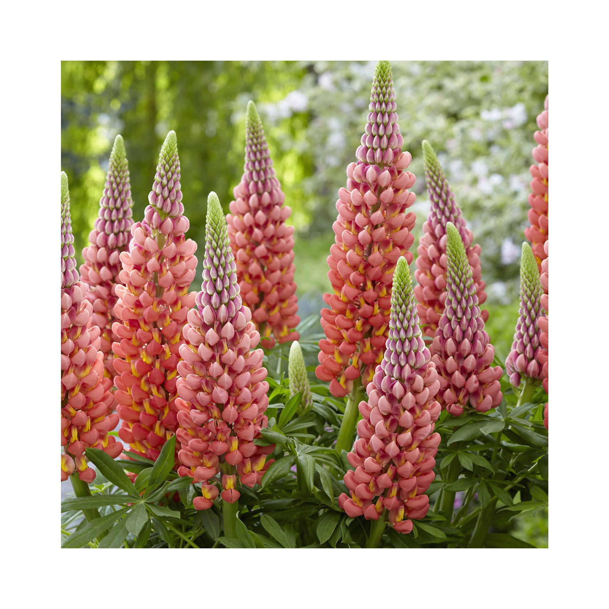 Lupin West Country &