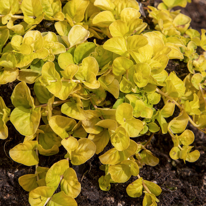 Lysimachia num Goldi