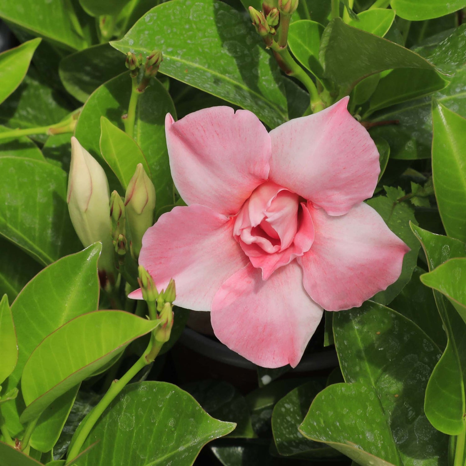 Mandeville Double Blush Pink
