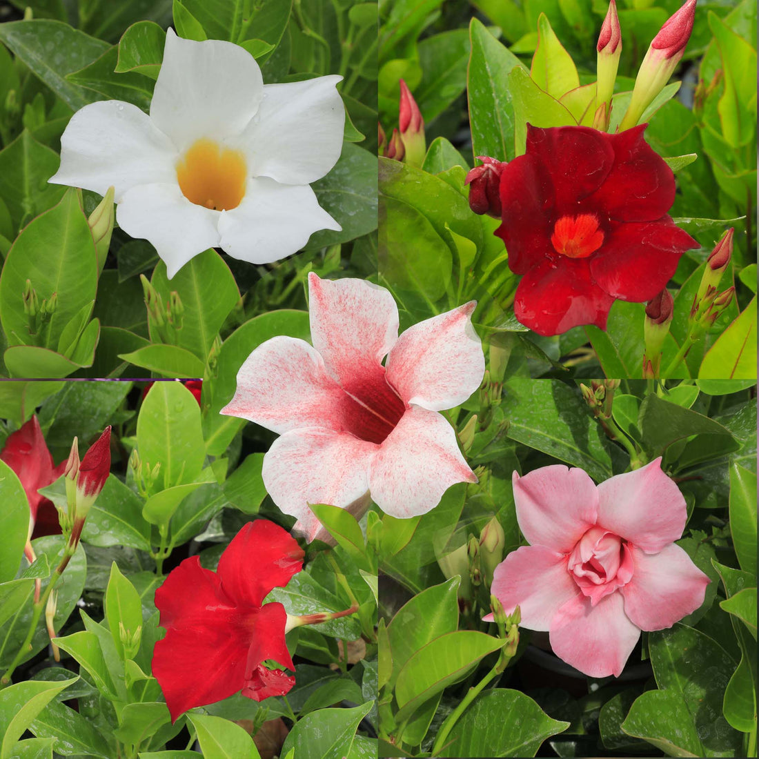 Mandeville Collection