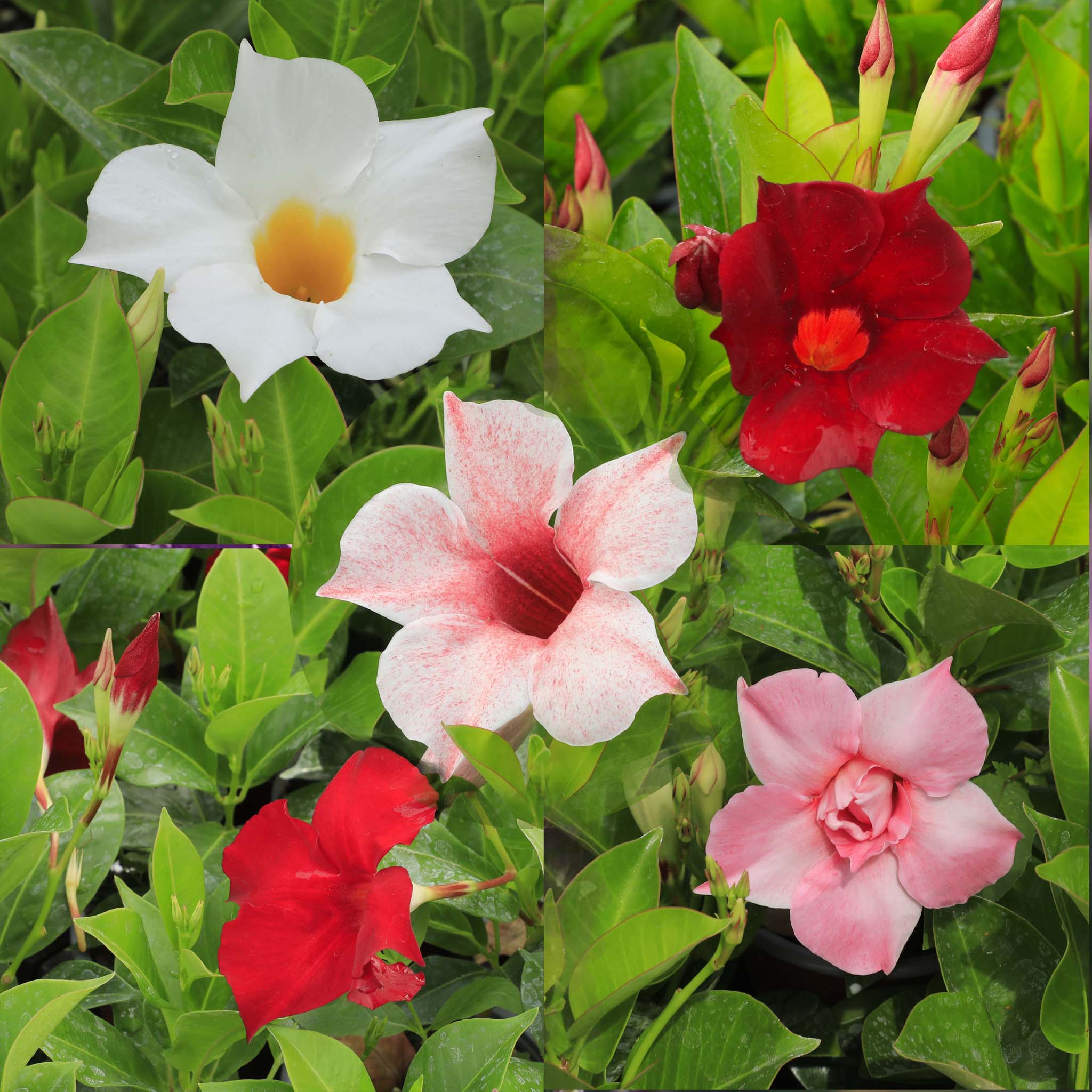Mandeville Collection