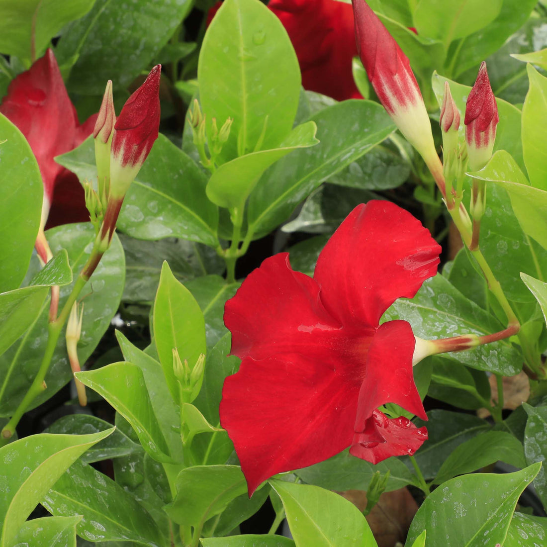 Mandeville Bordeaux Red