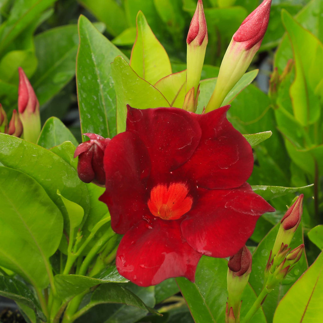 Mandeville Topper Red Yellow Eye