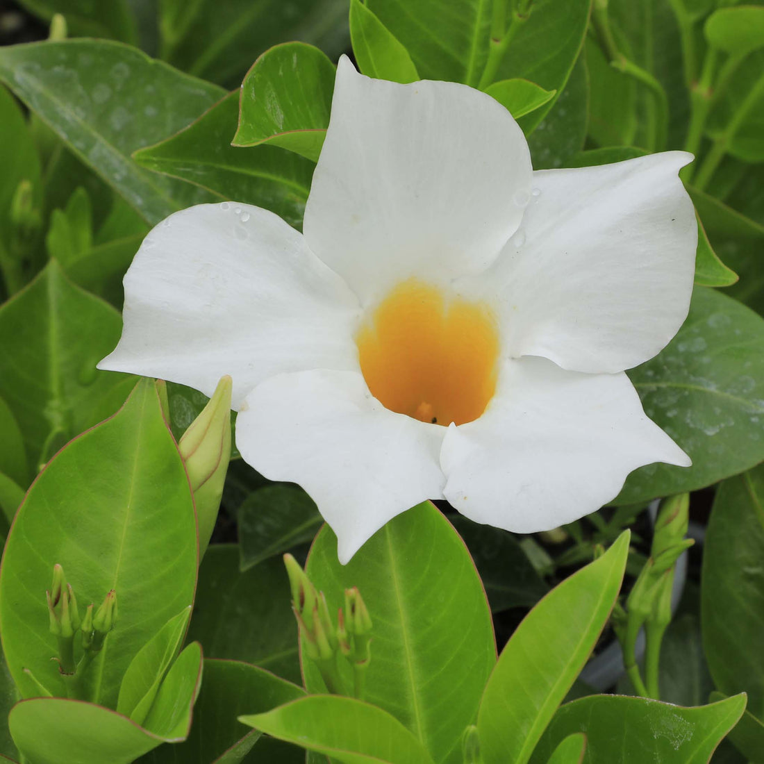 Mandeville White