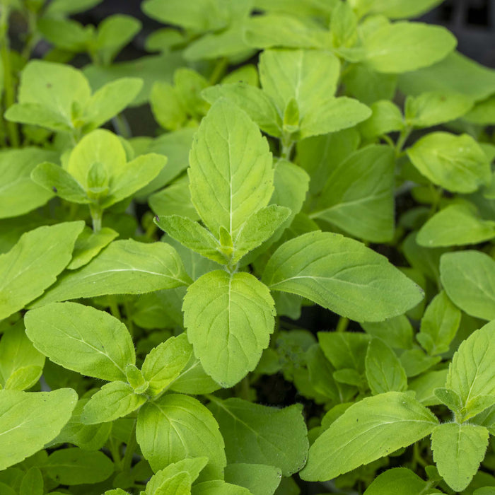 Banana Mint