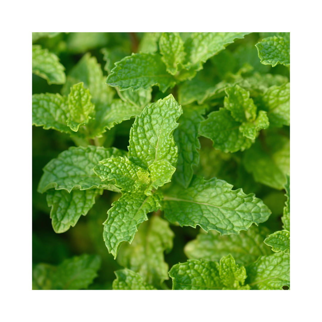 Bowles Mint