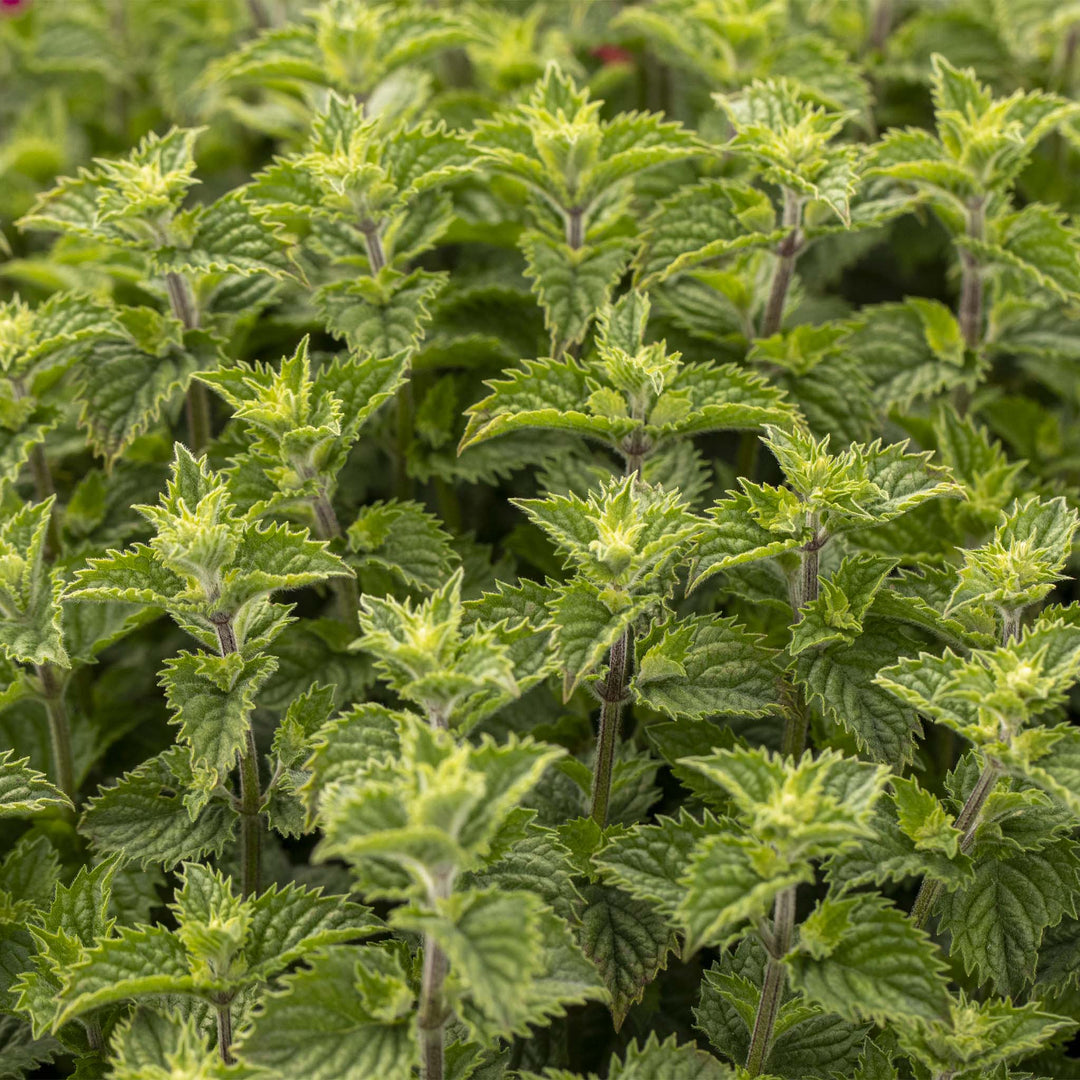 No Mint, No Kiss - Mint and Fruit