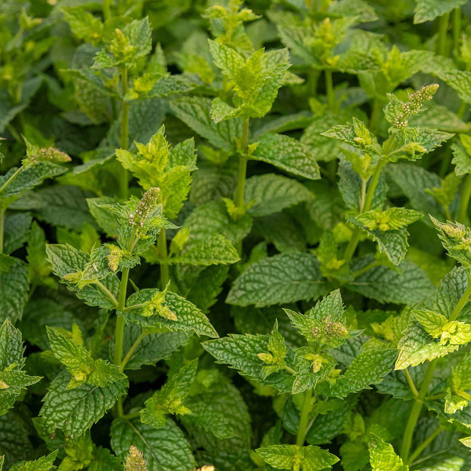 Mint No Mint No Kiss Mintme