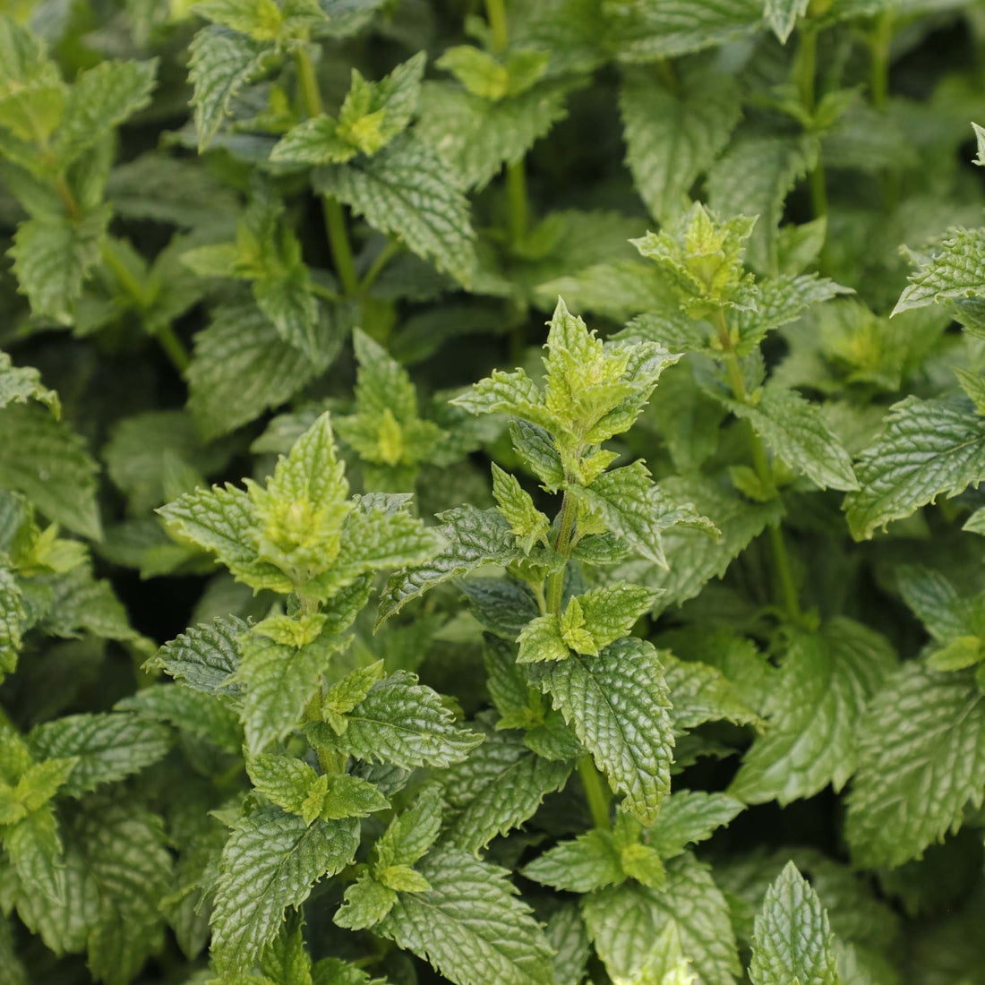 Mint No Mint No Kiss Peppermint