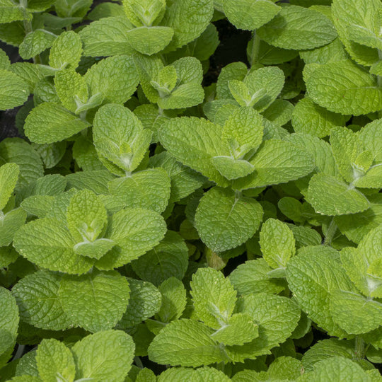 Apple Mint
