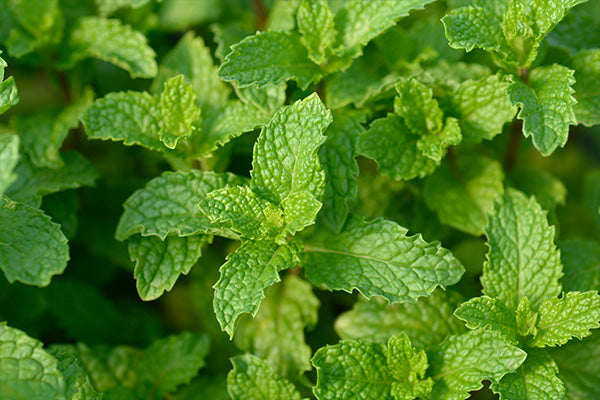 Lush green leaves of Moroccan mint