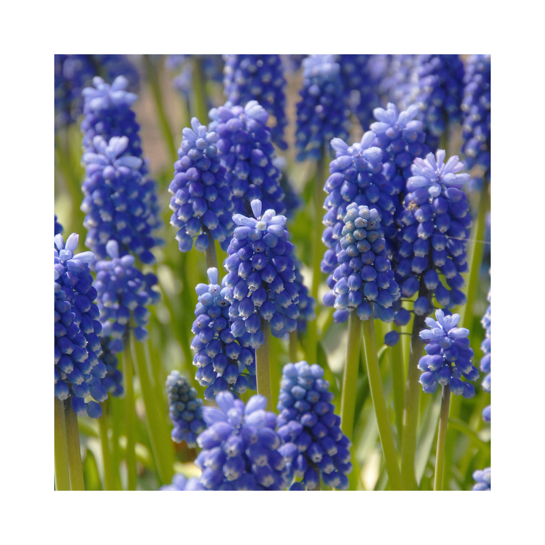 Muscari Dark Eyes