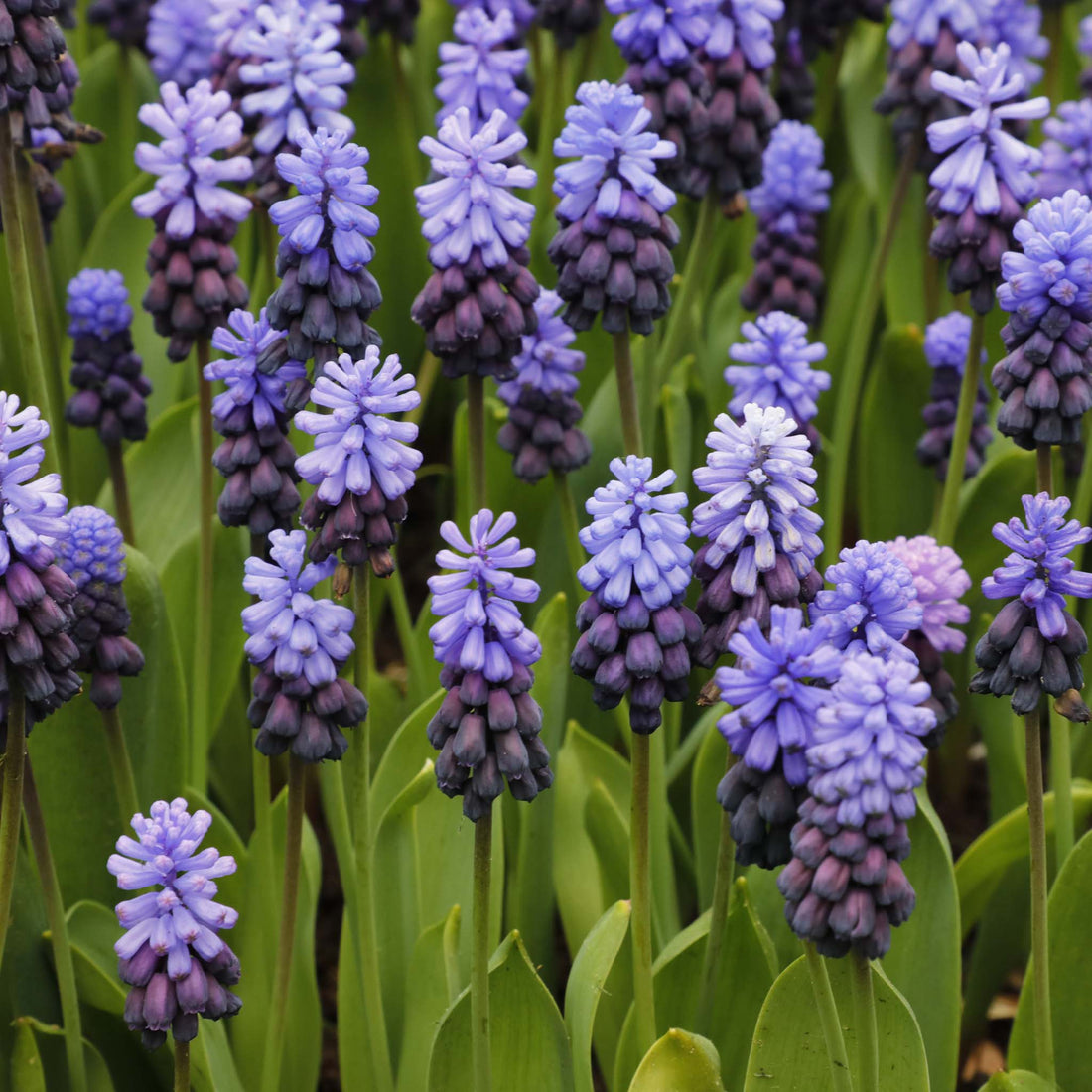 Muscari Latifolium