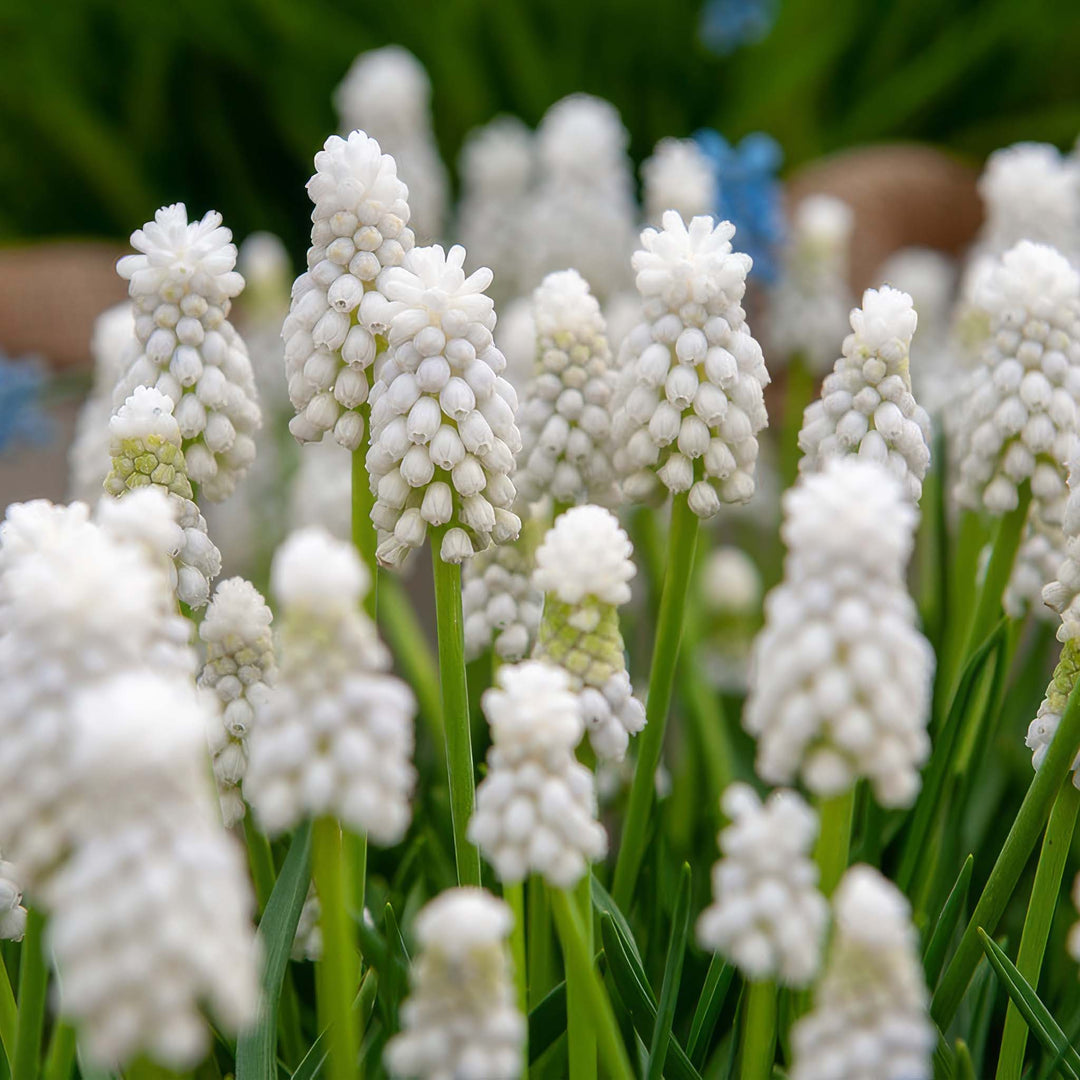 Muscari White Magic