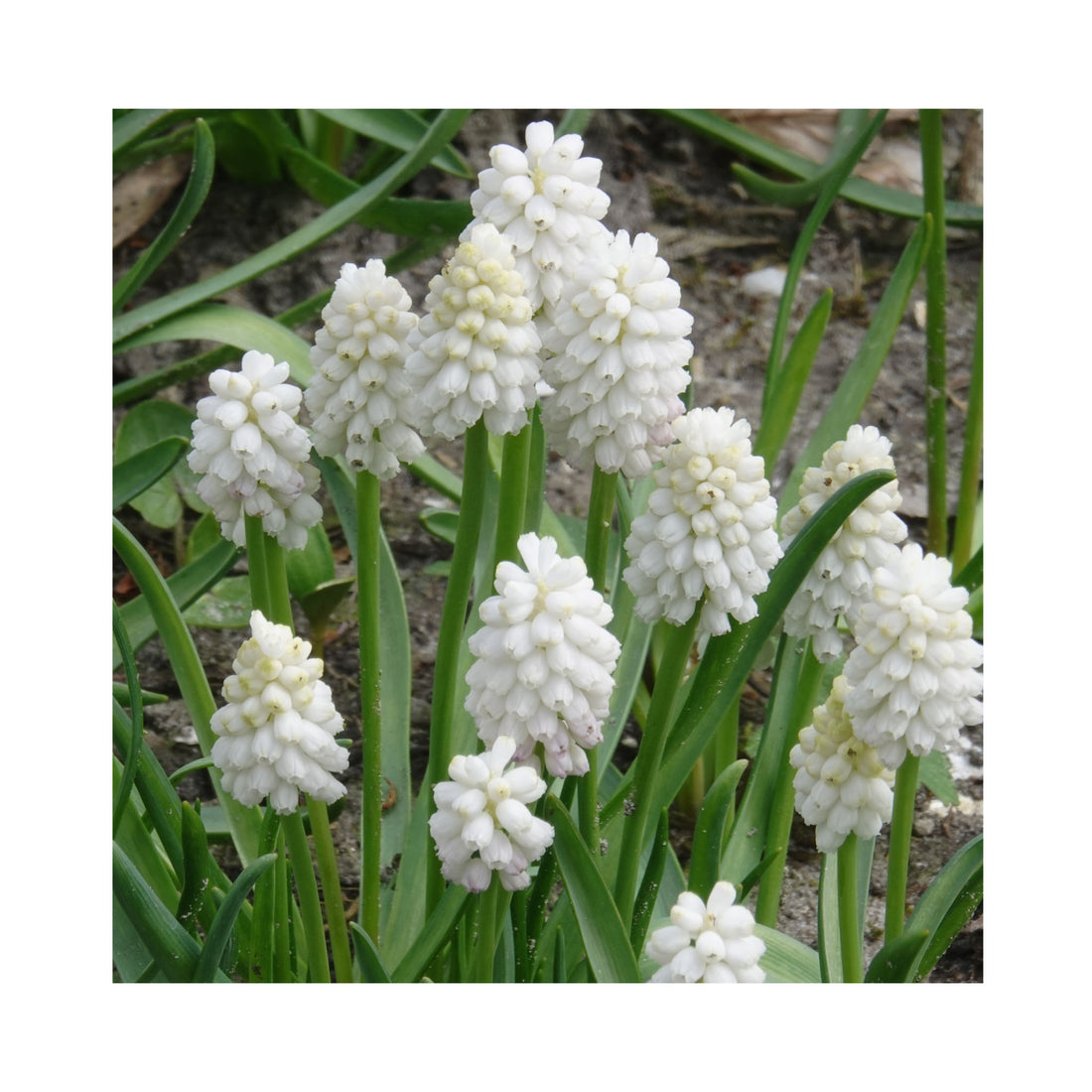 Muscari White Magic