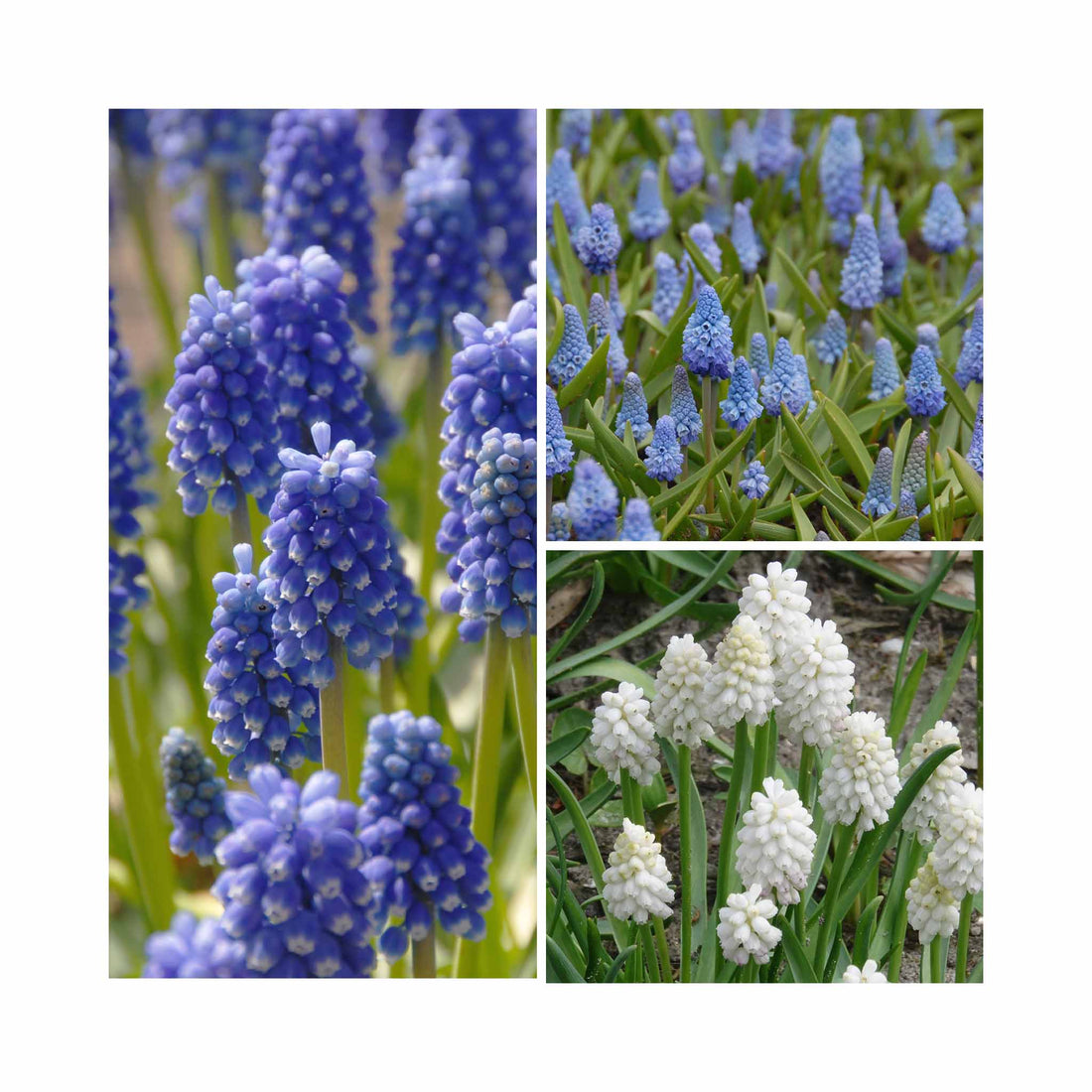 Muscari Collection