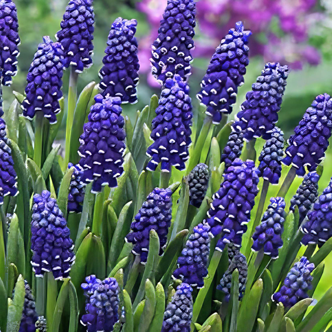 Muscari Night Eyes